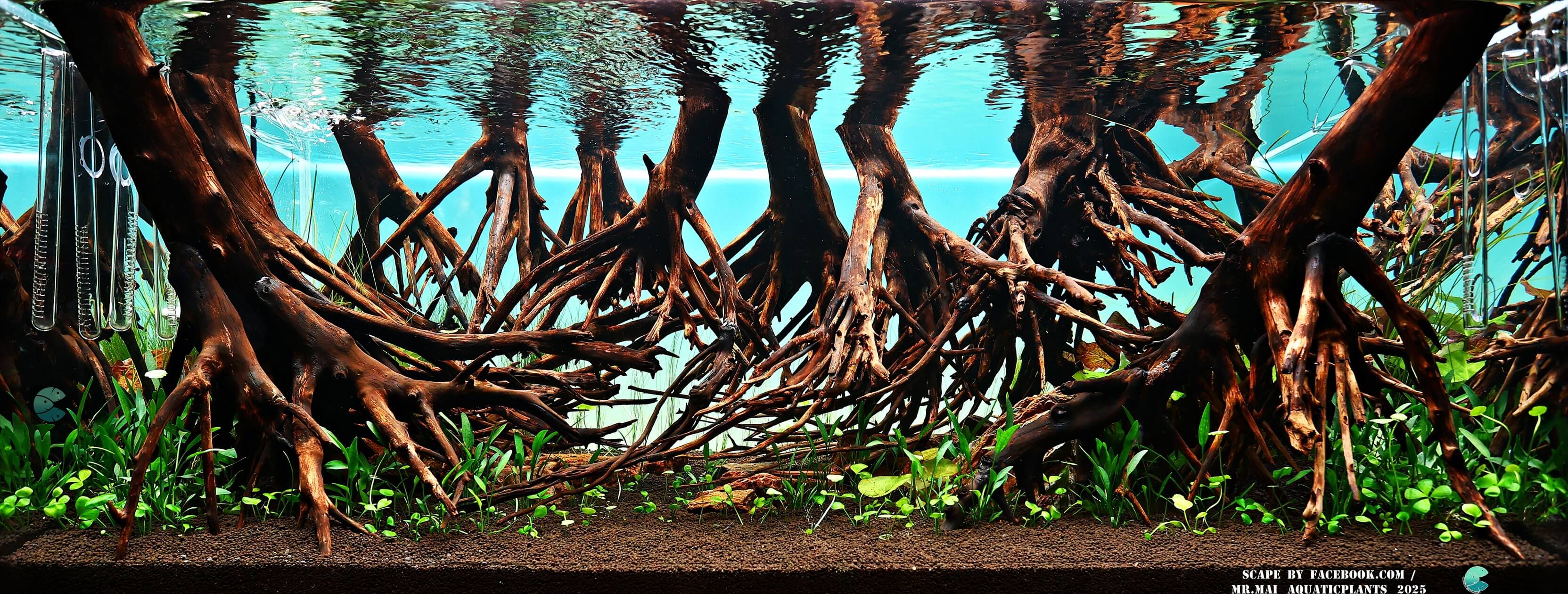 Aquascaping steps - Red Filter - IAPLC 2025 Winning Works - Nobphacha Yimyou / Thailand Aquascaping steps - Red Filter - IAPLC 2025 Winning Works - Nobphacha Yimyou / Thailand